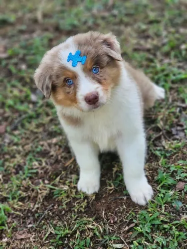 Border Collie | Entrega em Cascavel 03/02