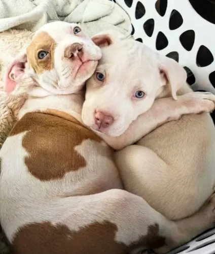 Filhote Pitbull