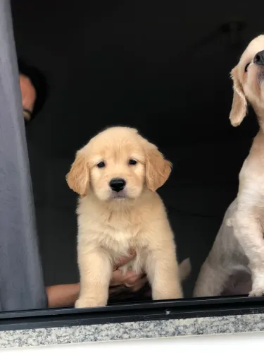 Filhote de golden disponíveis