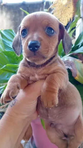 Cofap Basset salsicha