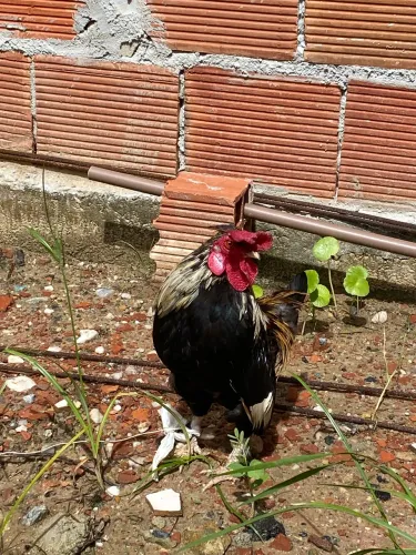 Galo mini Garnizé