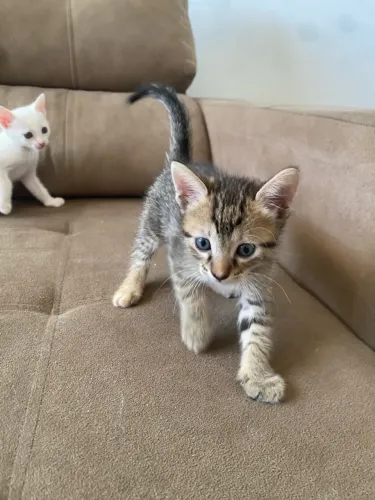 Gata fêmea para adoção responsável
