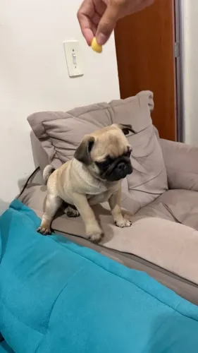 Pug Filhotes Duvido Igual. 