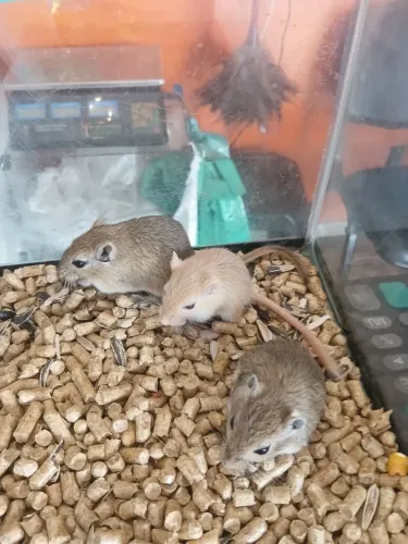 Esquilo da Mongólia