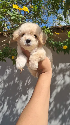 Lindo machinho de poodle
