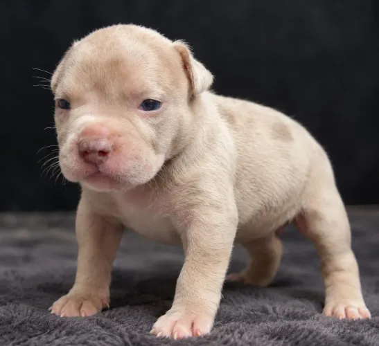 Filhotes Brazillian Bull / American Bully XL / Pit Monster