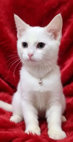 Gato branquinho com 3 meses e meio