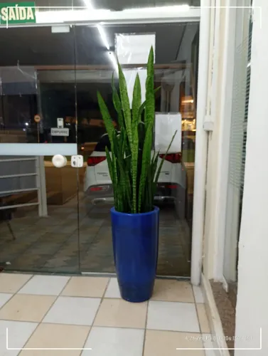 Vaso decorado com espada de São Jorge .. toque sofisticado ..plantas originais traz vida