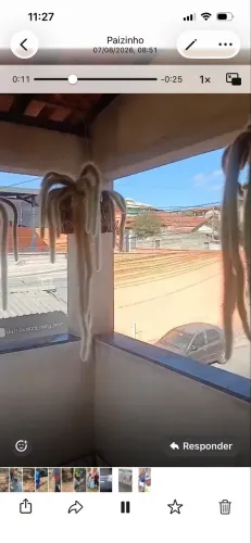 Planta rabo de macaco