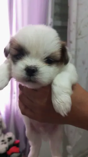 Filhotes de Lhasa Apso 