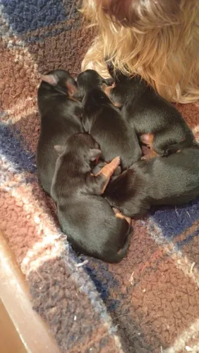 Animais de estimação