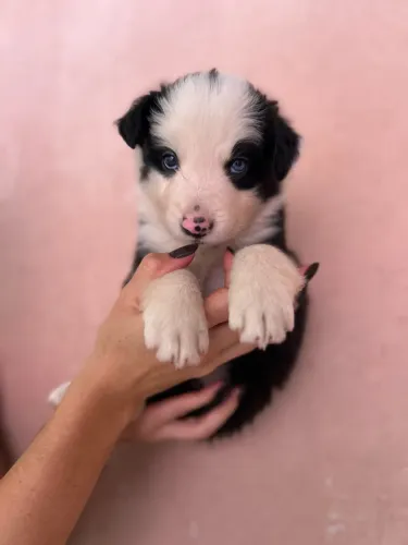 Filhote border collie