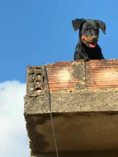 Linda fêmea rottweiler