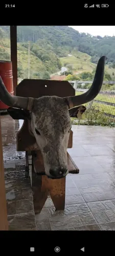 Cabeça de boi