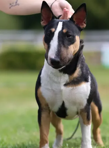 Bull Terrier,Bull Terrier Filhote Saudável Excelente Companhia