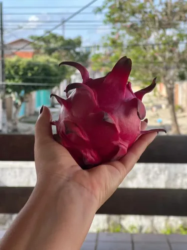 Mudas de pitaia - pitaya enxertada