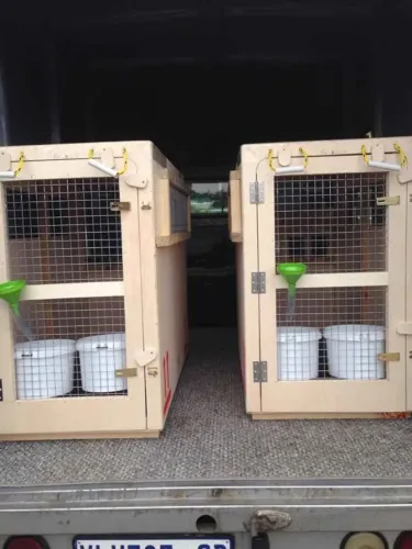 Duas caixas de transporte para cães padrão IATA (viagem internacional/aérea)