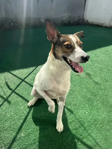 Cão macho para adoção