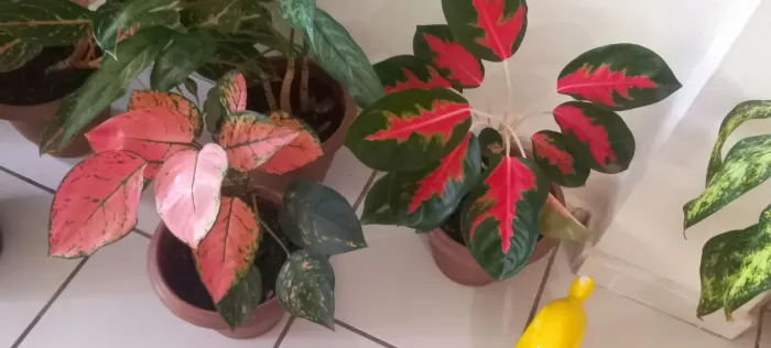 Aglaonema Lawan e Aglaonema Valentine 