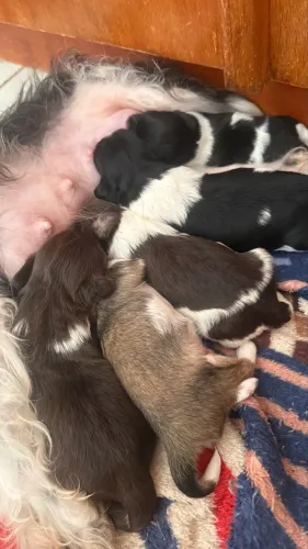 VENDE-SE FILHOTES SHIH TZU (OPÇÕES RARAS)
