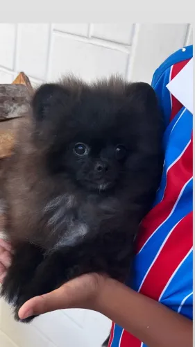 SPITZ alemão