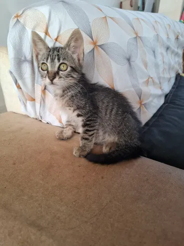 Filhote peludinha adoção 
