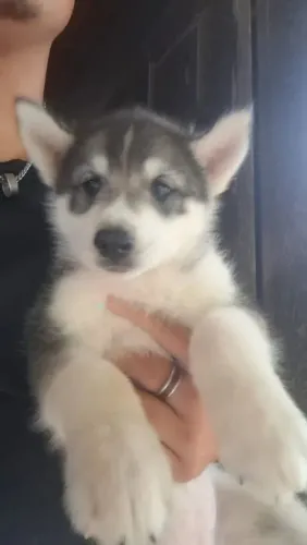 Husky macho.Um filhote que merece ser conhecido