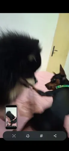 Lulu da Pomerânia DÓCIL