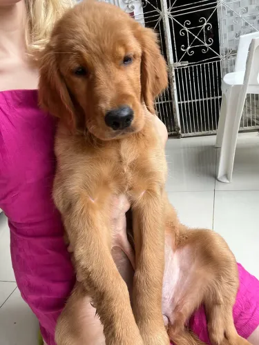 Filhote de Golden retriever fêmea, 70 dias