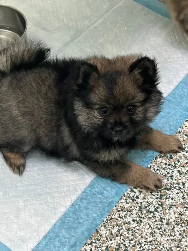 Filhotes de Spitz Alemão | Os melhores momentos envolvem filhotes de cachorro.
