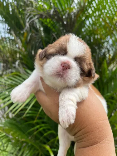 MACHINHO SHIH TZU 