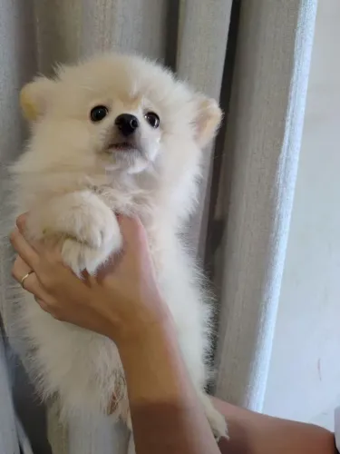 Lulu da Pomerania Anao Macho Pedigree