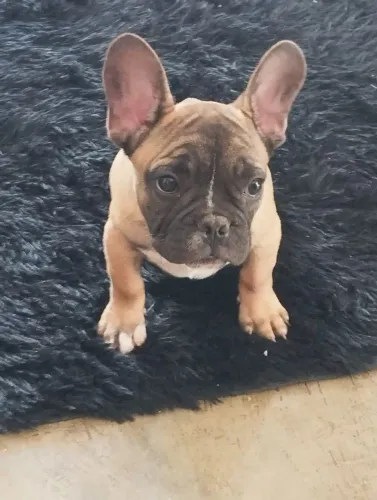 Bulldog francês macho