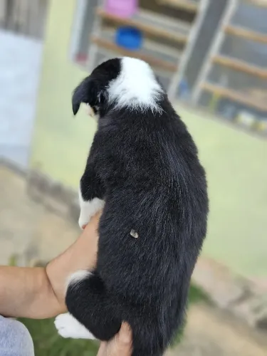 Vendo filhotes de Border Collie