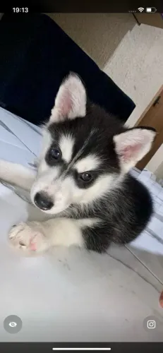 Vendo essa cachorrinha com 03 meses raça husky siberiano uma fofura