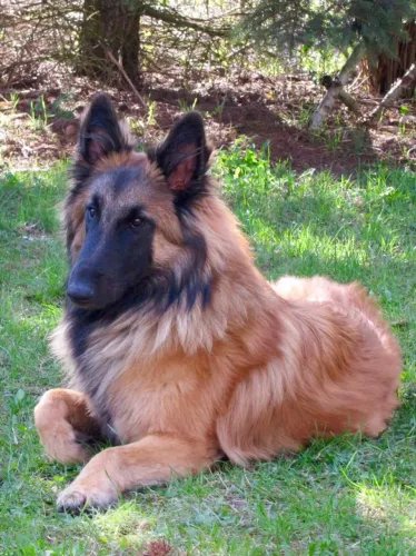 Lindos pastor belga .. parcelo até 18x pedigree