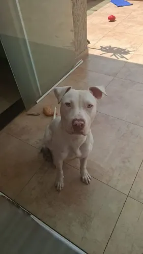 Pitbull macho para adoção