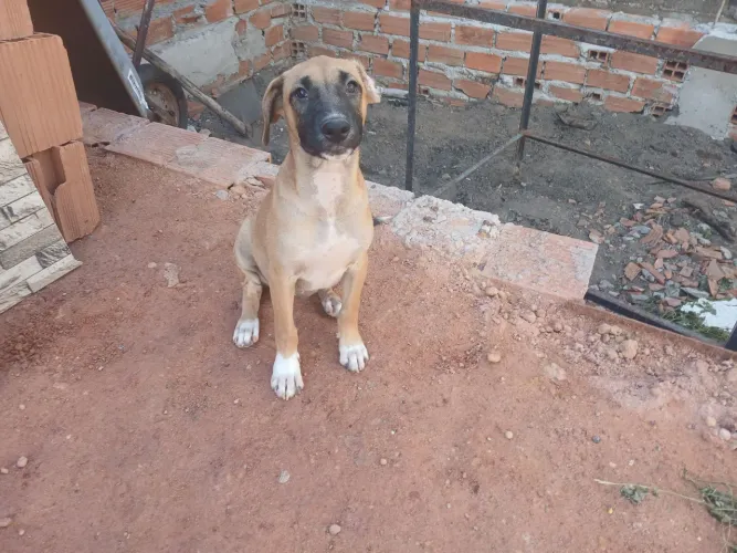 CACHORRO PARA ADOÇÃO