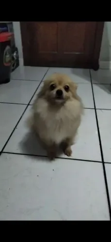 Lulu pamerania