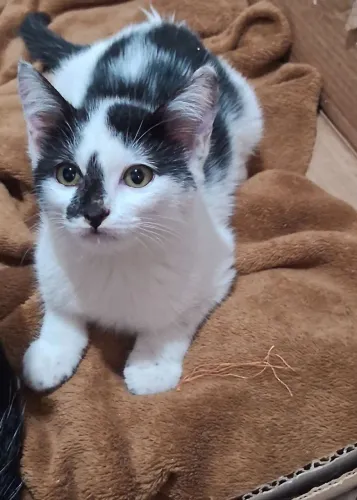 Doação de gatinhos