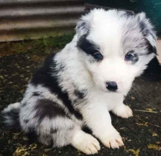 border collie lindos apronta entrega 