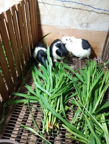 Porquinho da idia femias grávida 