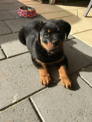 Filhote Rottweiler Macho porte grande Disponível para Reserva