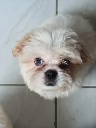 Filhotes de Shih Tzu puros (machos) em Florianópolis