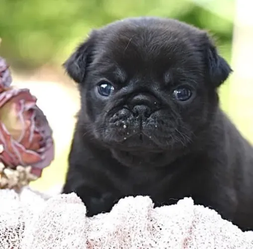 Filhote Pug, Focinhos fofos e muito carinho para dar!