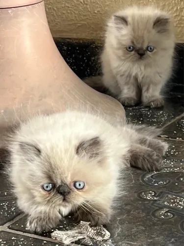Filhotes de Gato Persa
