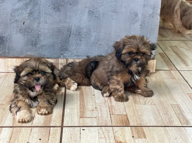 Filhotes de Shih-tzu disponíveis