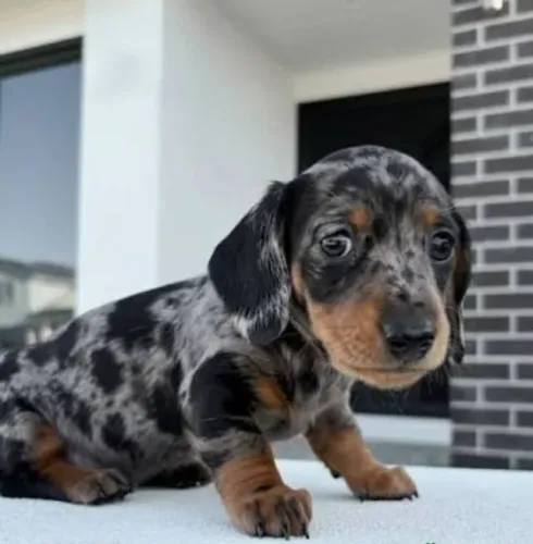 Basset Dachshund Teckel Alerquins Raridade. 