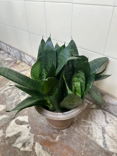 Mini espada de São Jorge
