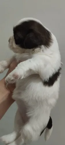 Vendo shih Tzu